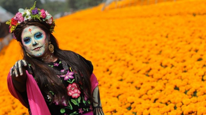 OAXACA presume campos multicolores de flores de cempasúchil para Día de Muertos 2025; ¿Dónde se encuentran y cómo llegar?