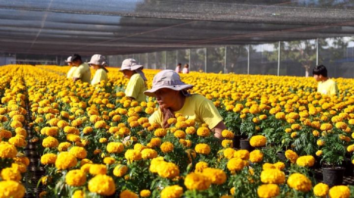 30 mil flores de cempasúchil adornarán la Fiesta Más Viva de Todas 2025 en OAXACA
