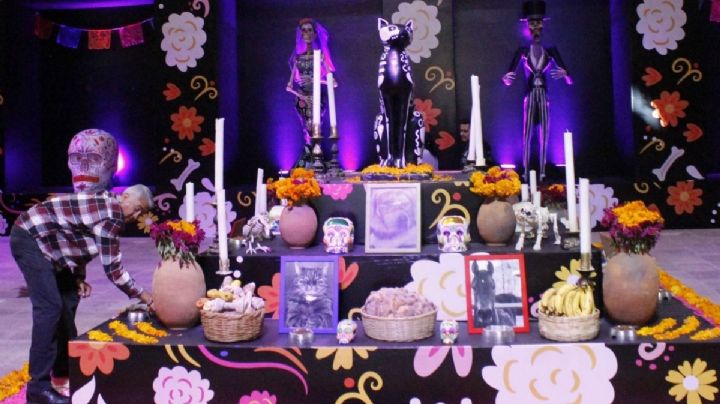 La Fiesta Más Viva de Todas en OAXACA: ¿Qué día se pone la ofrenda de muertos para las mascotas?