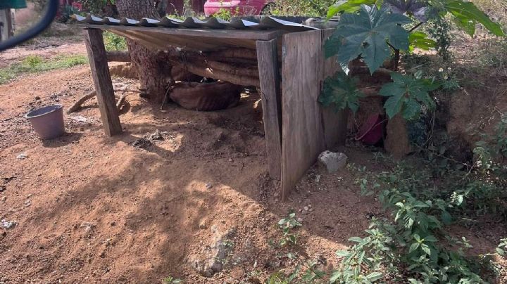 Rescatan a Nala, perrita en situación de abandono en Valles Centrales; Fiscalía de Oaxaca inicia investigación por maltrato animal