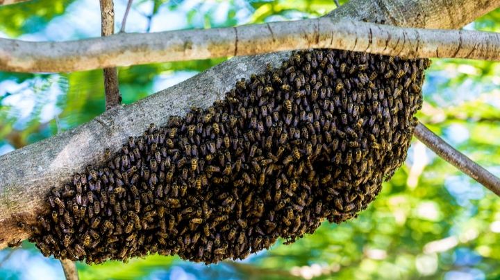 Ataque de abejas en Villa de Etla, OAXACA, deja una persona muerta
