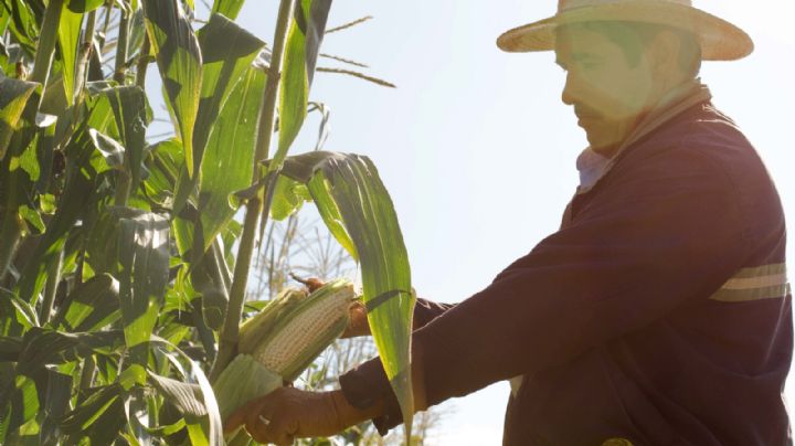 ¿Quiénes pueden aplicar a Producción para el Bienestar, el programa que da apoyo de hasta 24 mil pesos?