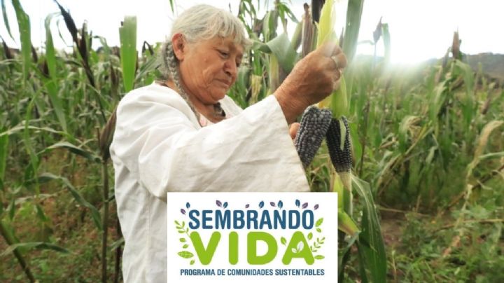 Sembrando Vida OAXACA; ¿Quiénes cobran los 6,450 pesos en noviembre de 2025?