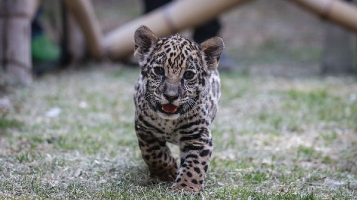Santuario del Jaguar en Tlacolula presume a Zayú, cría nacida en cautiverio con padres traídos de Calakmul