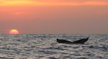 Temporada de ballenas en OAXACA: Cuándo es el avistamiento en invierno 2025 y datos fascinantes de su llegada