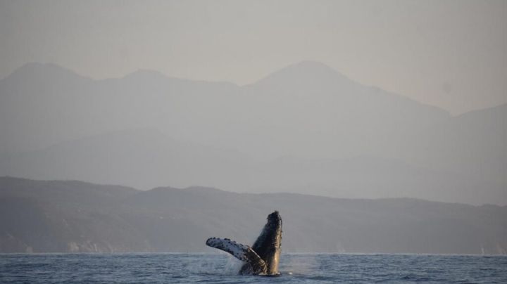 Ballena Fest 2025 en OAXACA: Celebra la llegada de la ballena jorobada con música y sabores del mar en Puerto Ángel