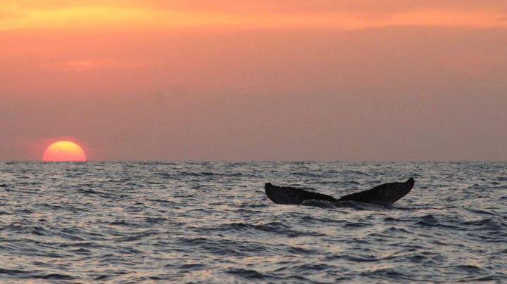 Temporada de ballenas en OAXACA: Cuándo es el avistamiento en invierno 2025 y datos fascinantes de su llegada