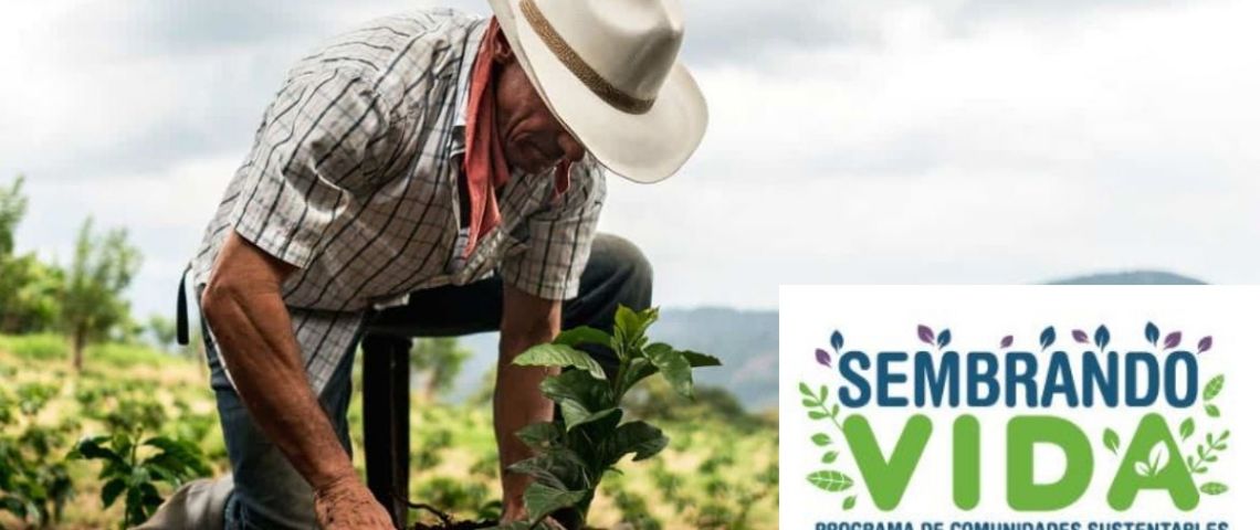 Fecha para el primer pago de 6,450 pesos de Sembrando Vida del 2026 en OAXACA