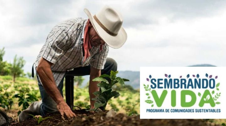 ¿Quiénes cobran 6,450 pesos en OAXACA hoy miércoles 10 de diciembre de 2025?