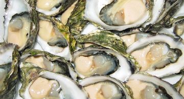 Vive el Festival del Ostión en Playa Agua Blanca OAXACA, fiesta y sabor en la costa este 13 y 14 de diciembre