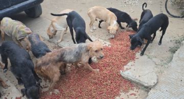 Rescatan 65 perros tras denuncia de maltrato animal en Oaxaca; hay un detenido