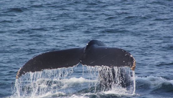 Ballena Fest 2025: Agenda completa de actividades gratuitas para celebrar la llegada de los cetáceos a OAXACA