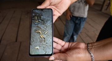 ¿Qué es la miasis y como atenderla en caso de infección por mosca del gusano barrenador en OAXACA?