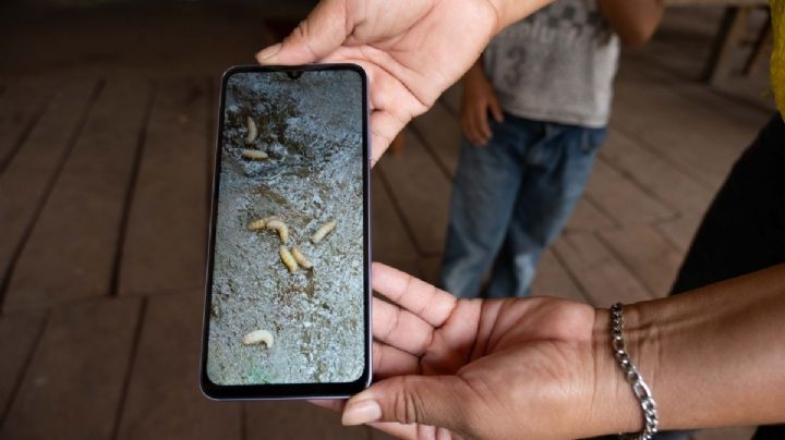 ¿Qué es la miasis y como atenderla en caso de infección por mosca del gusano barrenador en OAXACA?