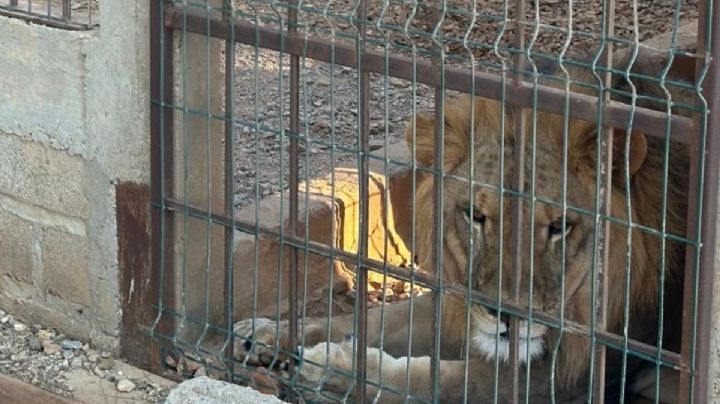 Gran despliegue policial en OAXACA: armas, vehículos y leones asegurados en Juchitán