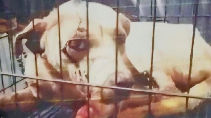 Vinculan a proceso a sujeto que le disparó a perrito en la Mixteca de OAXACA