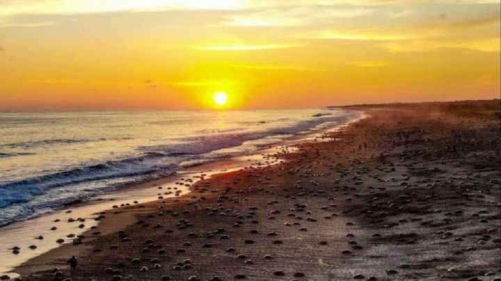 Playa Escobilla: un santuario natural en la costa de OAXACA perfecto para conocer especies únicas