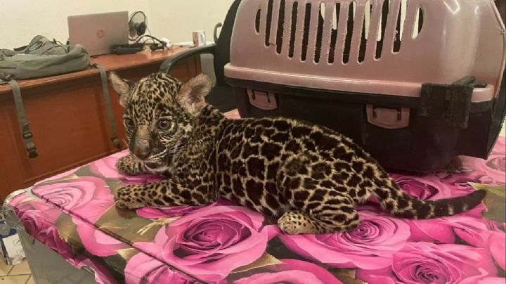 ¡Increíble! Tienda pone a la venta cachorro de jaguar en Oaxaca; Profepa lo rescata