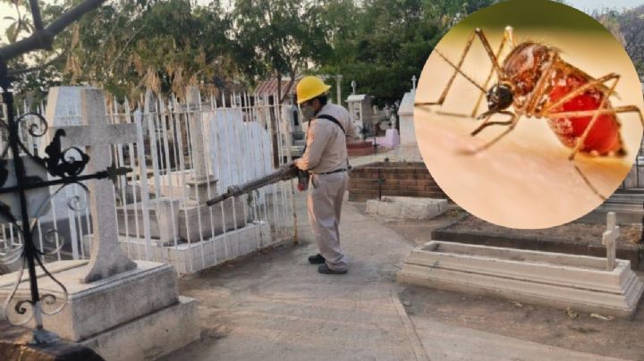 Tehuantepec inicia labores de fumigación contra mosquitos del dengue, zika y chinkungunya
