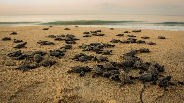 Vacaciones en Oaxaca: Conoce la playa en la se liberan tortugas a diario; ¿cuánto cuesta la entrada?