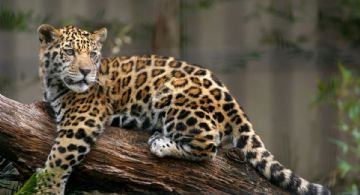 Profepa presenta denuncia penal por la presunta caza de un jaguar en Oaxaca 