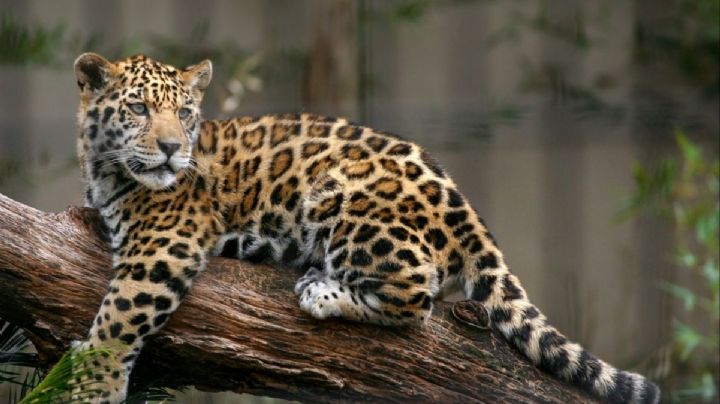 Profepa presenta denuncia penal por la presunta caza de un jaguar en Oaxaca 