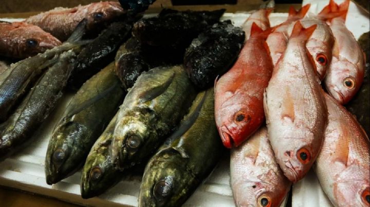 Semana Santa 2025: 5 consejos para comprar pescado más fresco en Cuaresma, según Salud de Oaxaca
