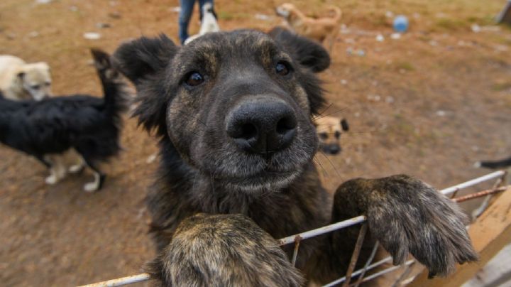 Denuncian envenenamiento masivo de perros en MITLA
