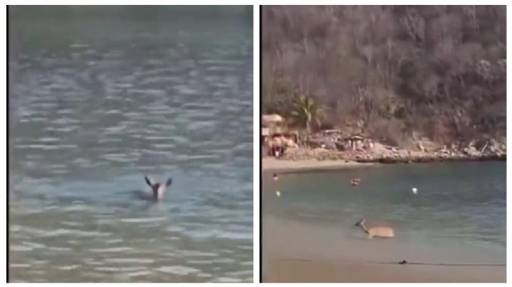 VIDEO | Venadito es captado aplacando la OLA DE CALOR en playas de Bahías de Huatulco