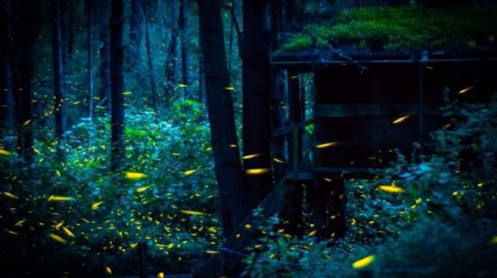 Temporada de luciérnagas 2025: dónde ver este espectáculo nocturno en Oaxaca