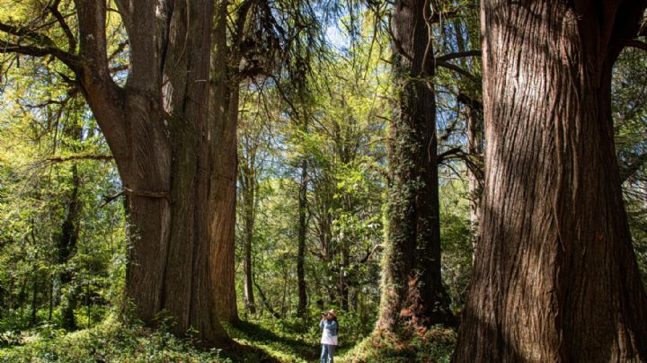¿Cuál es el pueblo mágico de OAXACA más barato y más bonito según la inteligencia artificial?