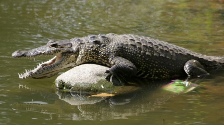 Muerte de 'Lucho' el cocodrilo emblemático de la Laguna de la Ventanilla en OAXACA causa indignación