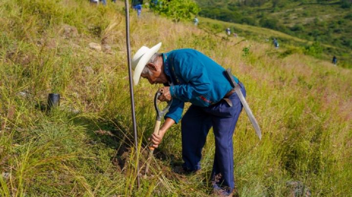 Mega Tequio en OAXACA reúne a más de mil 800 personas para reforestar Monte Albán