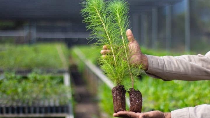 Donarán plantas en Oaxaca para reforestar zonas afectadas por plagas e incendios forestales: ¿Cómo participar?
