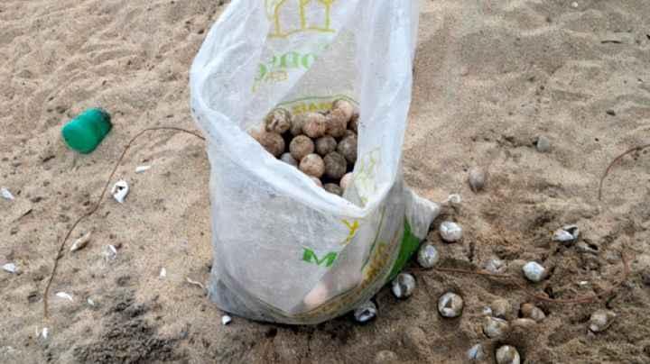 Profepa recupera más de mil huevos de tortuga golfina en Playa La Escobilla, Oaxaca