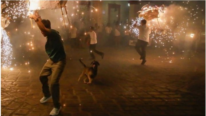 Mapache enternece a los habitantes del Istmo de Tehuantepec y le hace competencia a Mazapán