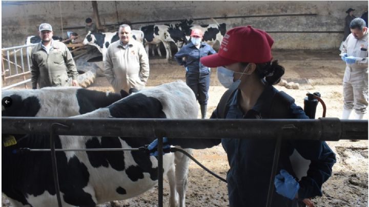 Detectan 279 casos de gusano barrenador en Oaxaca; no se reporta deceso de ganado