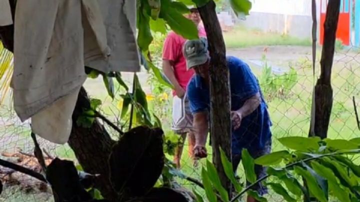 Amenazan a mujer con ser expulsada de su comunidad  por no permitir la tala de un árbol de caoba en Huamelula