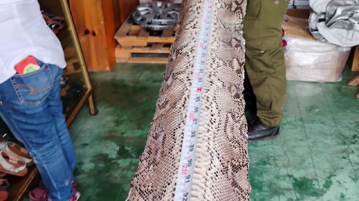 Profepa clausura comercio por venta ilegal de artículos elaborados con animales silvestres en Oaxaca