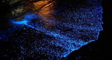 Este 2026, descubre la impresionante bioluminiscencia en el Parque Nacional Lagunas de Chacahua en O