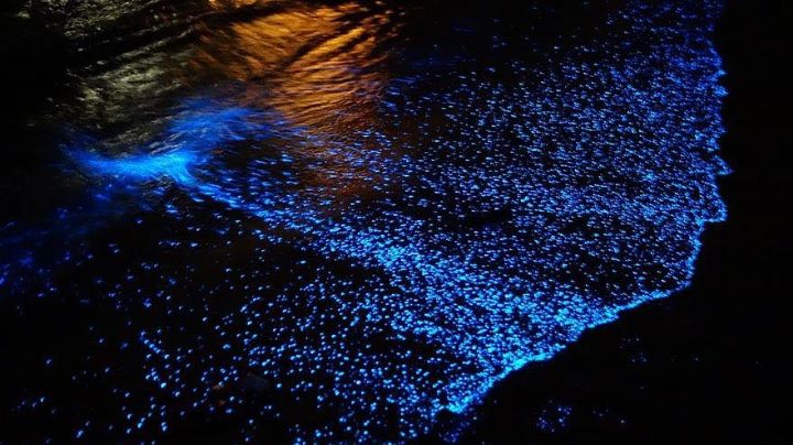 Este 2026, descubre la impresionante bioluminiscencia en el Parque Nacional Lagunas de Chacahua en Oaxaca