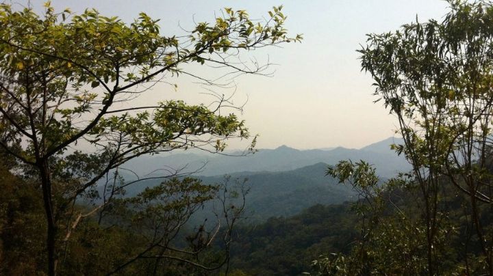 ¿Cuál es la Ruta del Café Pluma? Así es el recorrido que te conecta con los aromas y sabores de la Sierra Sur de OAXACA
