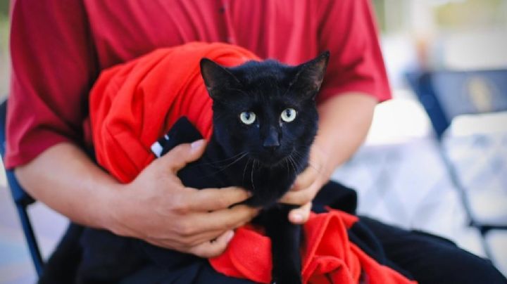 Arranca jornada de vacunación gratuita para michis y lomitos en Xoxocotlán; ¿Qué necesitas antes de ir con tu mascota?