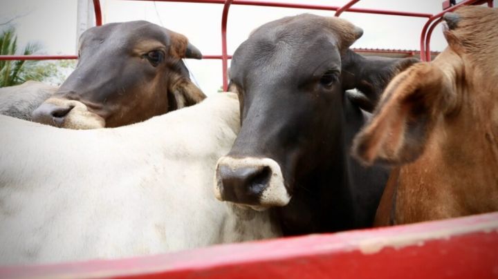 OXACA registra mil 984 casos del gusano barrenador del ganado durante 2025; ¿Qué es y cómo se previene?