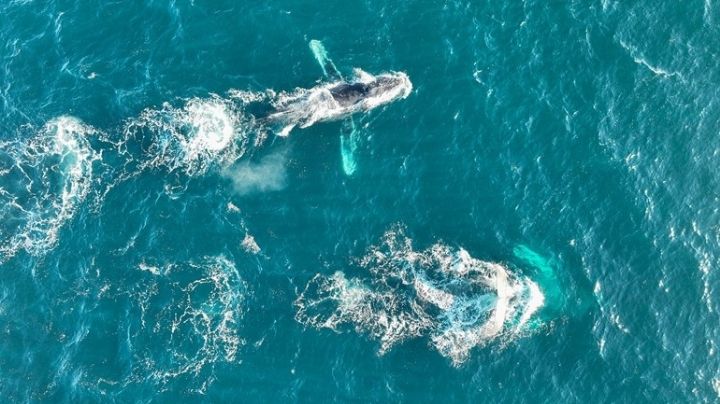 Continúa avistamiento de ballenas jorobadas en OAXACA y estos son los mejores destinos para verlas en marzo de 2026