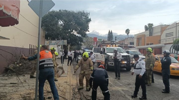 NORTE en OAXACA prende las alarmas por caída de árboles y lluvias extraordinarias provocadas por el Frente Frío No. 41