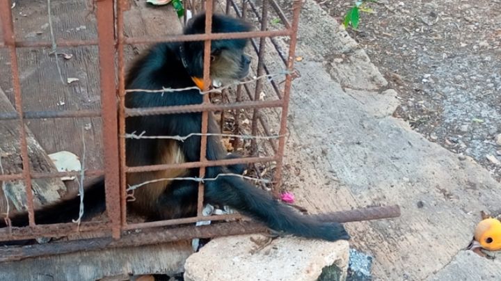 Profepa rescata  ejemplares de vida silvestre en OAXACA tras operativo contra tráfico ilegal 