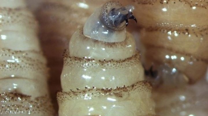 Confirman en Oaxaca primera muerte relacionada con gusano barrenador; paciente presentaba comorbilidades