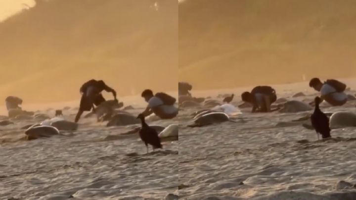 Captan a sujetos saqueando nidos de tortugas en playas de OAXACA; PROFEPA inicia investigación por este delito federal