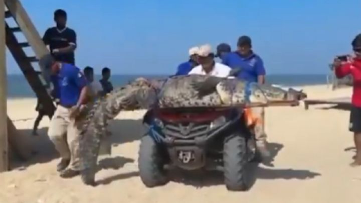 Vacaciones de terror: Capturan a enorme cocodrilo en Playa Bacocho de OAXACA y lo trasladan a reserva ecológica